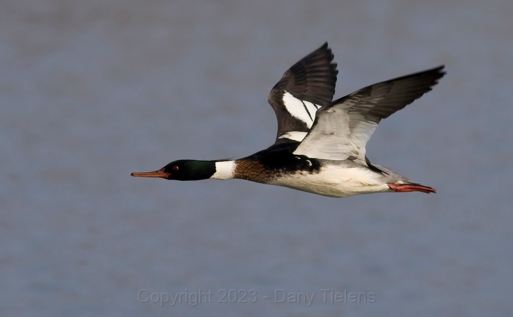 Middelste zaagbek (male) - Feb. _02.jpg